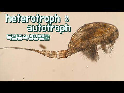독립영양생물 종속영양생물 autotroph & heterotroph