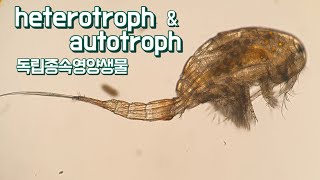독립영양생물 종속영양생물 autotroph & heterotroph