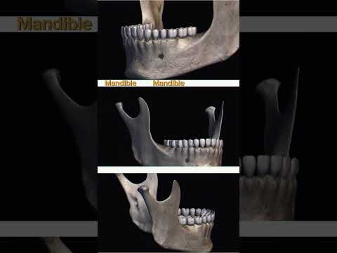 Mandible Landmarks #mbbslife