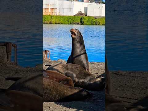 Crying Sea Lions Shorts Viral Blowup Preppy Shortvideo Youtube