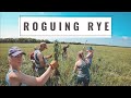 Roguing Rye