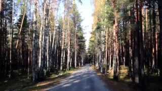 689 Passing the forrest full of trees