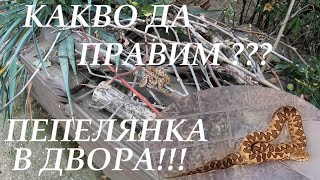 видео: ПЕПЕЛЯНКА В ДВОРА! КАКВО ДА ПРАВИМ? HORNED VIPER IN THE YARD! #snake #змия #herping #viper #reptiles картинка: ПЕПЕЛЯНКА В ДВОРА! КАКВО ДА ПРАВИМ? HORNED VIPER IN THE YARD! #snake #змия #herping #viper #reptiles