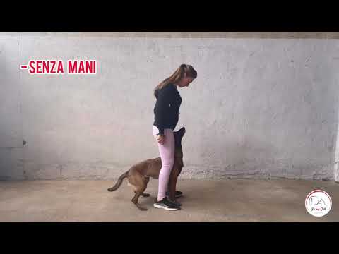 Video: Perché il mio cane si siede sui miei piedi?