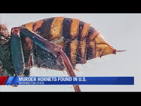 Invasive ‘murder hornet’