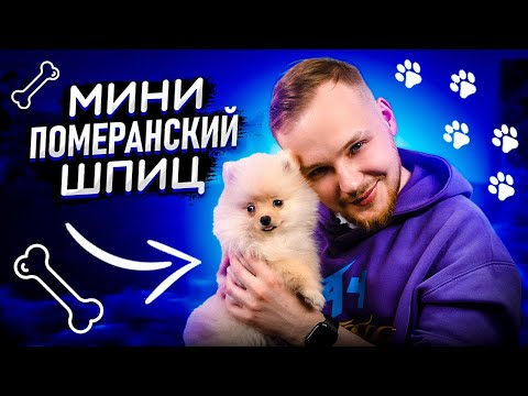 Мини померанский шпиц|