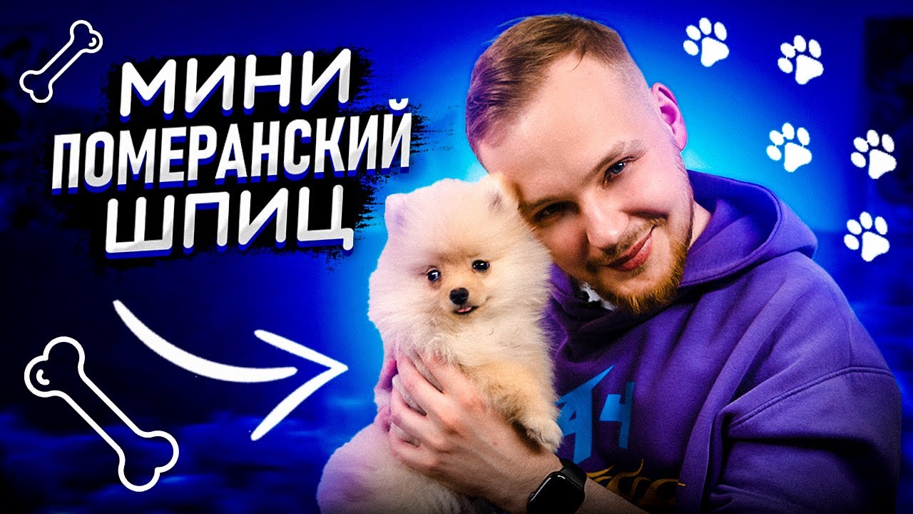 Мини померанский шпиц| Личный опыт владения| Все о породе