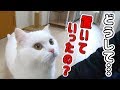1週間ぶりに飼い主と再会を果たした猫の反応がこちら!感動の再会に…なるはずだった!!!