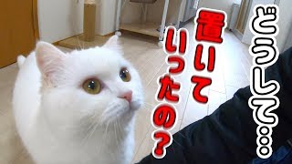 ENG) What would happen if the cat meet her owner again after a week.