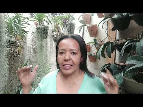 DICAS DE CULTIVO PARA INICIANTES - ORQUIDÁRIO -1