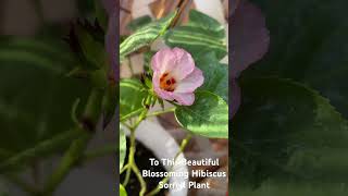  Hibiscus Plant Care #hibiscus #shorts