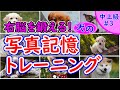 【写真記憶トレーニング】犬の顔を記憶する右脳を鍛えるクイズ!中上級レベル#3