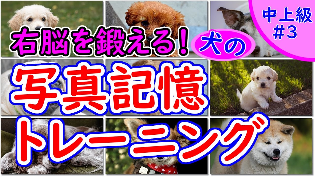 【写真記憶トレーニング】犬の顔を記憶する右脳を鍛えるクイズ！中上級レベル#3