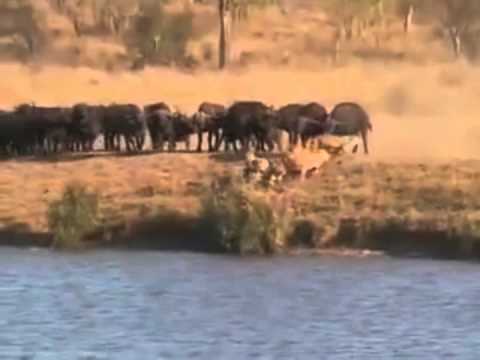 Video: Neushoornstropers Gedood Door Leeuwen In Een Zuid-Afrikaans Natuurreservaat