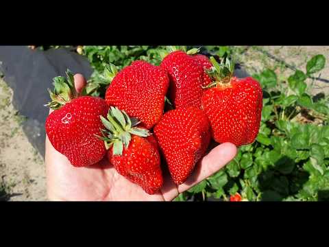 Клубника сорт АЗИЯ. Первый сбор🍓🍓🍓