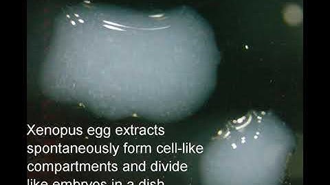 Frog (Xenopus laevis) egg extract carrying out cell cycles and divisions in a dish