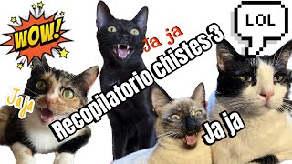 Recopilatorio chistes 3 BlackMisy   rie con gatos