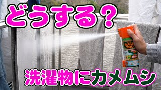 カメムシの駆除方法から洗濯物やお布団についたカメムシ対策方法！洗濯物やお布団についたカメムシも安心して駆除出来るカメムシコロリ！カメムシが嫌な臭いを出す前に瞬殺スプレー！！