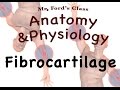 Fibrocartilage Quiz