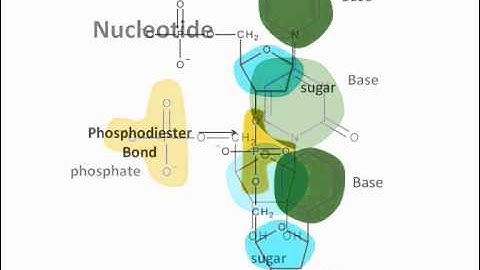 DNA: An Introduction to Genetics Part 1