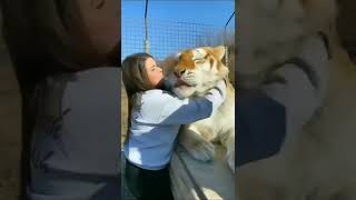 Beautiful😍 Tiger and woman@mohitchaudhari1480