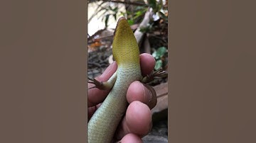 Con đặc sản thằn lằn bóng (rắn mối) #shorts