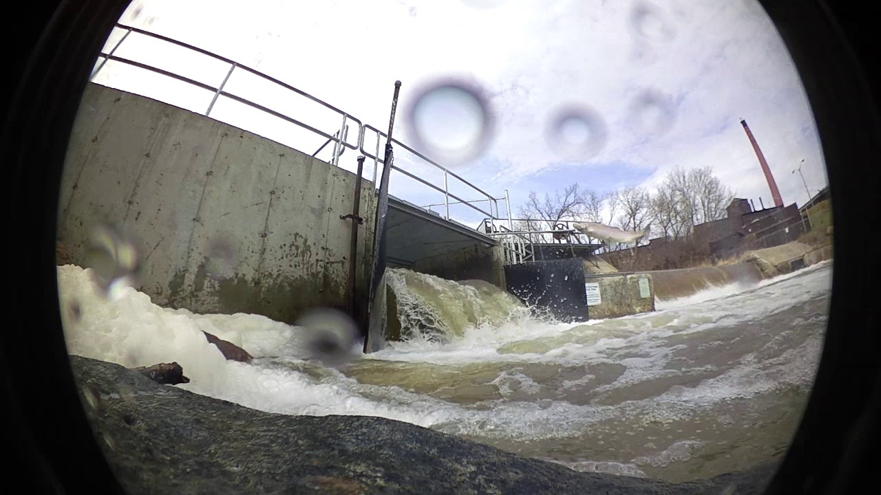 Bowmanville fish ladder April 5th 2017 YouTube