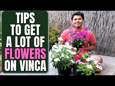 วีดีโอ: ดอกไม้ Vanka เปียก - ในสวนของคุณ