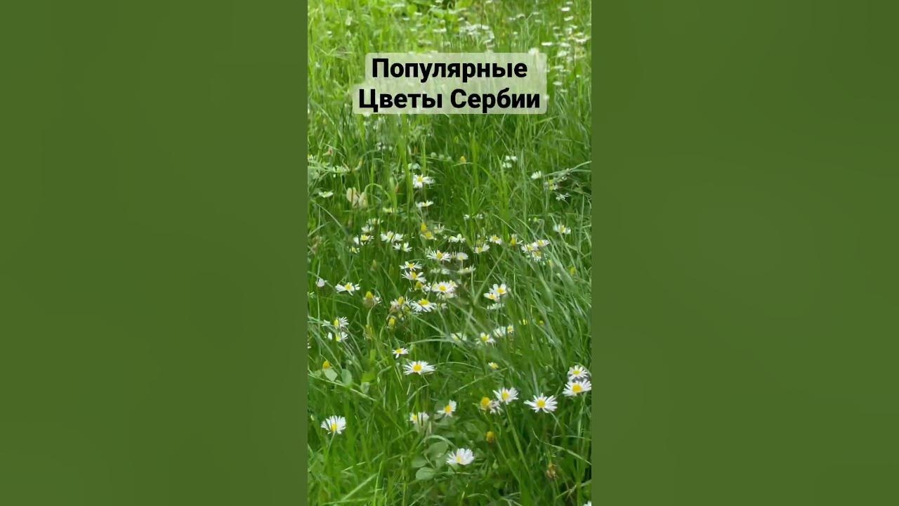 Популярные цветы Сербии #ромашки #сербия #ниш #городниш #белград # ...