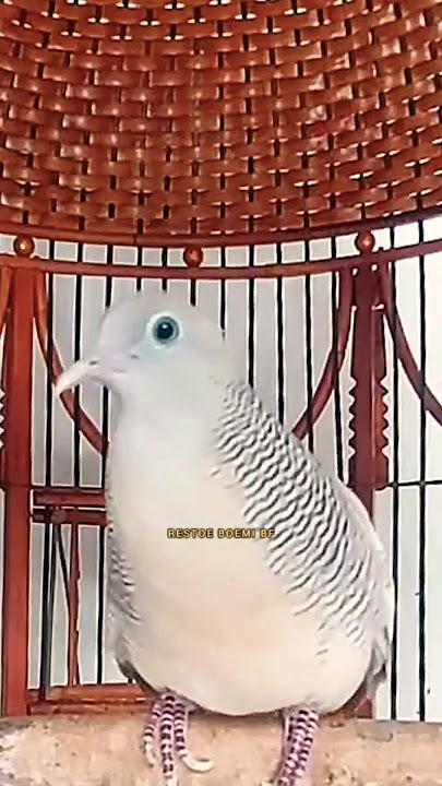 PERKUTUT SILVER GACOR MEMANGGIL LAWAN ‼️