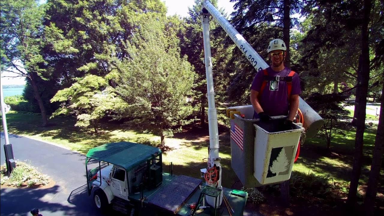 Tree Service in Erie PA J Thomas Tree Service YouTube