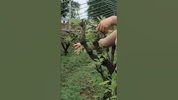 Unique Simple Super Sharp Tool For Cutting Tree Branches Easily and Practically #shorts