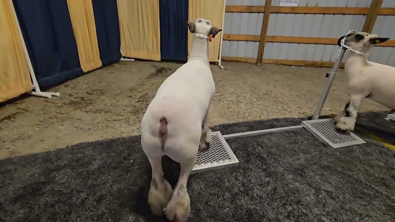 JJC 2025 Market Lambs 1