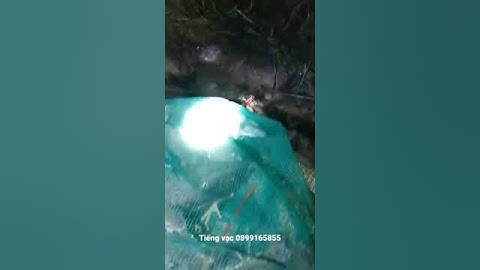 tiếng bẫy vạc xám lưới đêm 0899165855