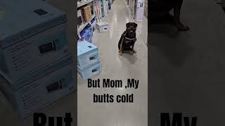 Shopping at Lowes ,but Mama the floors are a bit cold rottweiler dog puppy