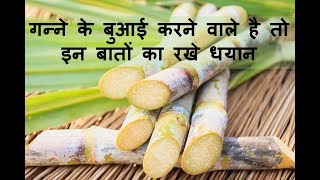 गन्ने की दुगनी पैदावार के लिए करे सही बीज चुनाव ॥ Sugarcane seed selection