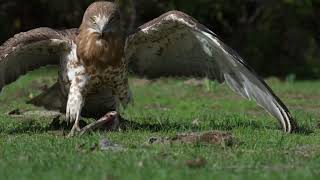 Bursada Belgesellik Anlar Kartalın Yılan Avı Görüntülendi