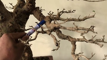 Basic Bonsai Lessons: Basic Branch Placement 1st Branch