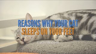 REASONS WHY YOUR CAT SLEEPS ON YOUR FEET by Catvills 316 views 2 years ago 42 seconds