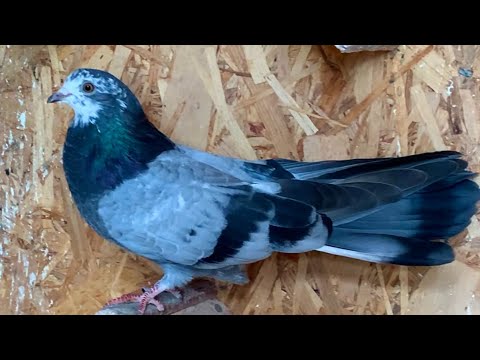 Николаевские голуби. Мурые