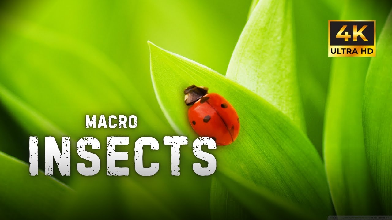 Macro Insects 4K Ultra HD | Soothing Nature Sounds - YouTube