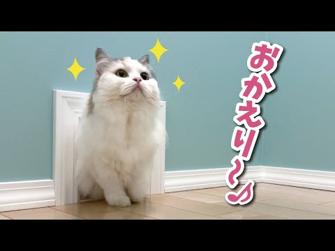 訳あって隔離していた猫と再開を果たした時の猫の反応がこちら【関西弁でしゃべる猫】