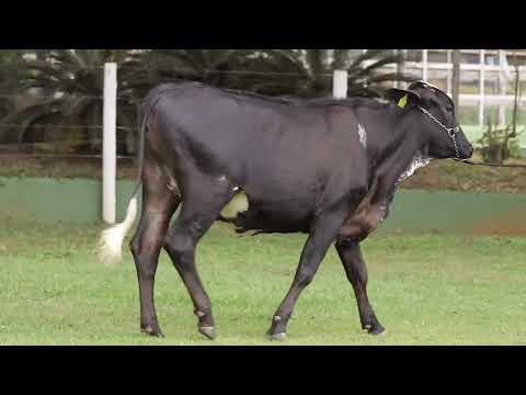 LOTE 12   ALEGRA FIV EXCALIBER SANTA LUZIA 3657 BU