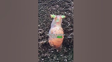 The zombie snail and a mind-controlling parasite. 🐌