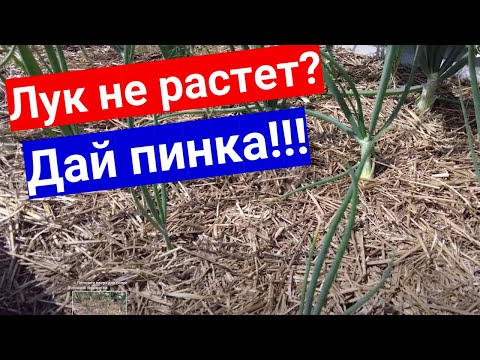 Лук застыл и не растет? Это средство даст мощный толчок к росту!