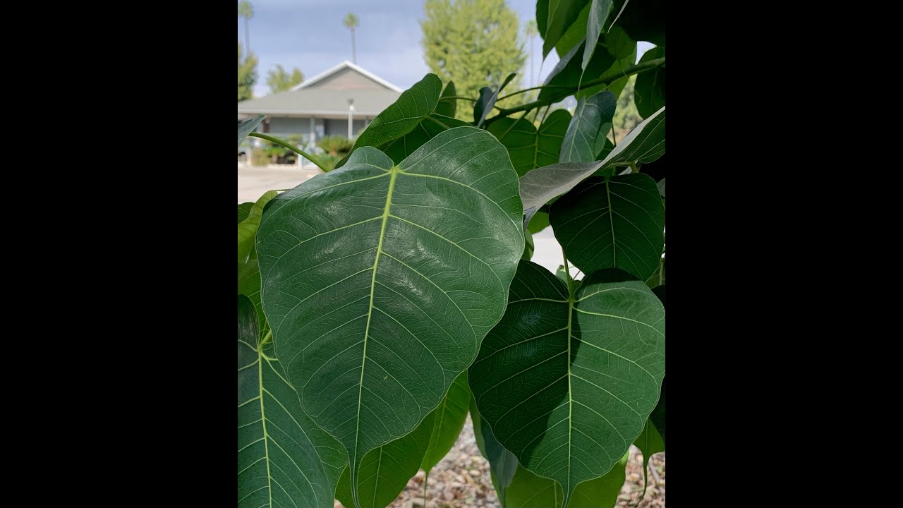 Bodhi Day and Shotsuki Hoyo 2021