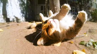 Cats adore to wallow in dust and bask in rays sun / Street Cat Cats adore to wallow in dust and bask in rays sun / Street Cat