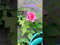 #song #love #music #lovesong #lofi #trendingshorts #flowers #rose #garden #arrahman #habits