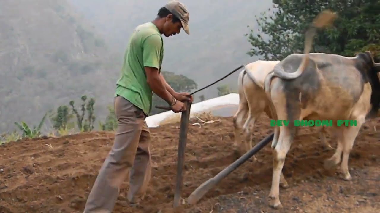 Farming in Hills of Uttarakhand Kumaon, कुईगाँव गांव में खेतौं में हल जोतना - 2010