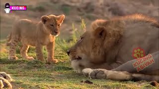 Reaksi Anak Singa Lucu dan Jail Ketika Bertemu Dengan Ayahnya Yang Garang